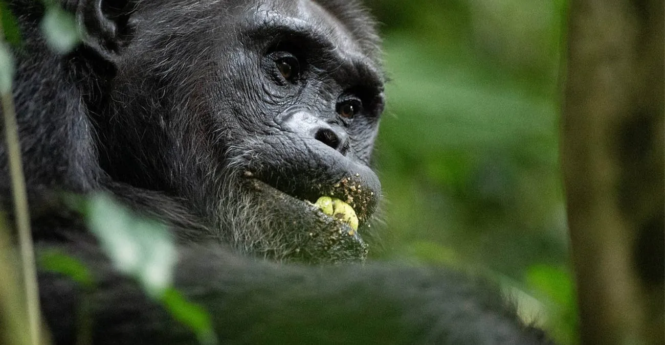 Nyungwe chimps