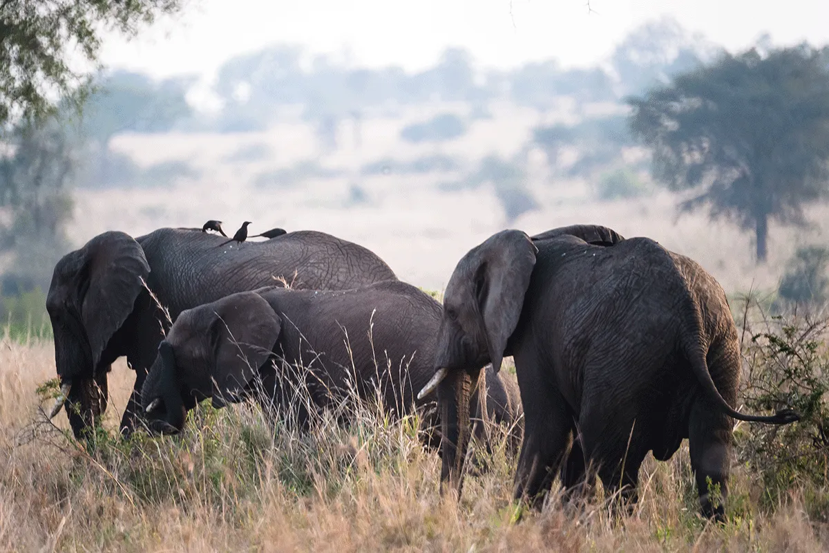 4 Days Kidepo Valley national park  park safari 