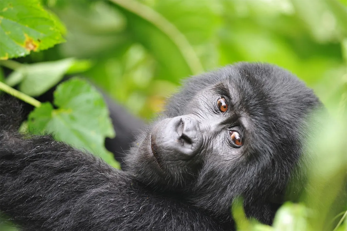  3 days uganda gorilla trekking from Kigali