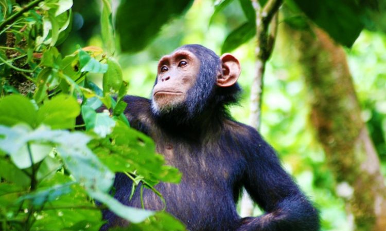 10 Days in Uganda: The Ultimate Adventure Itinerary