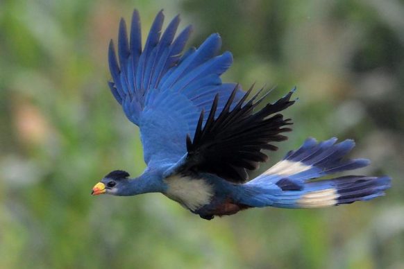 Birding in Uganda: Heaven for Avian Enthusiasts