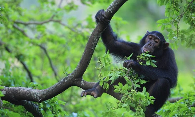 Chimpanzee Tracking in Kibale Forest: What to Expect
