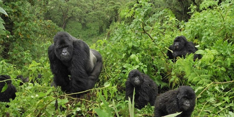 Gorilla Trekking in Bwindi: A First-Timer’s Guide