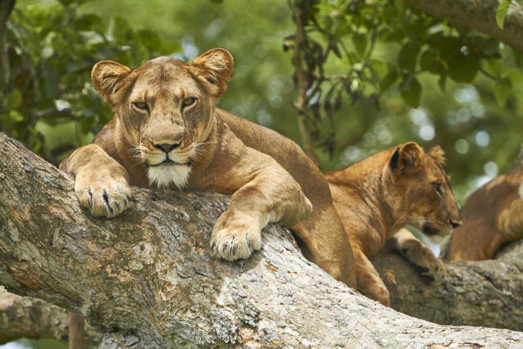 Queen Elizabeth National Park: A Safari Dream