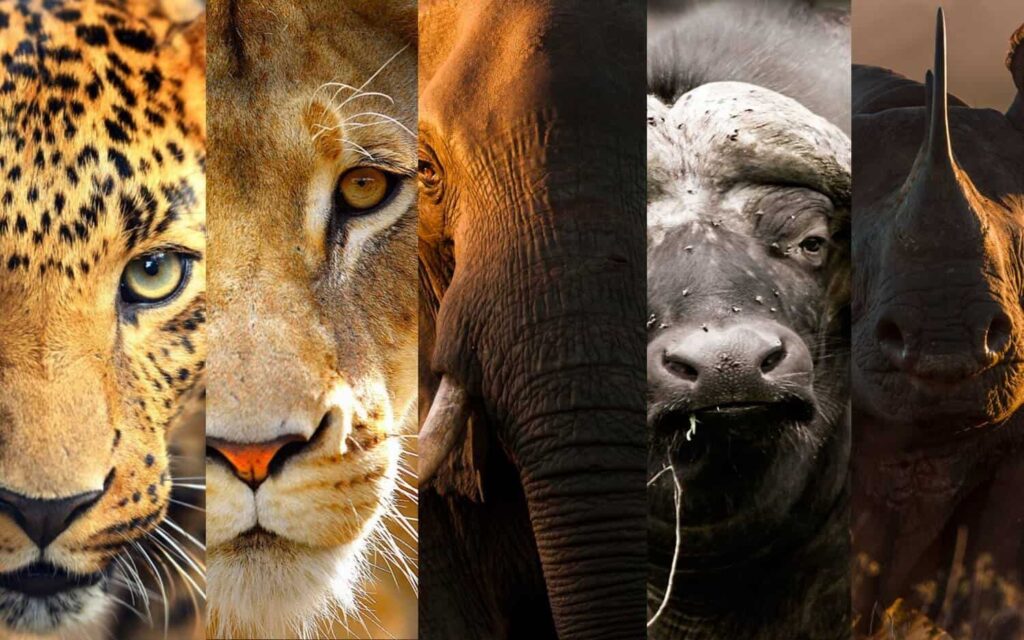 The Big Five in Uganda: Where to Find Them