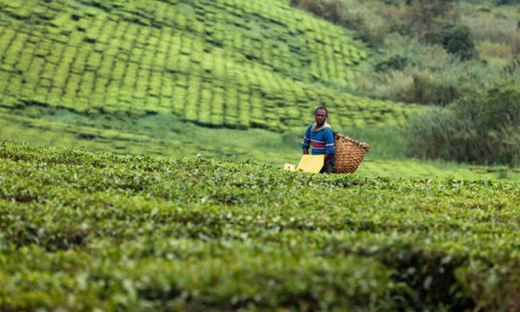 The Rise of Agro-Tourism in Uganda