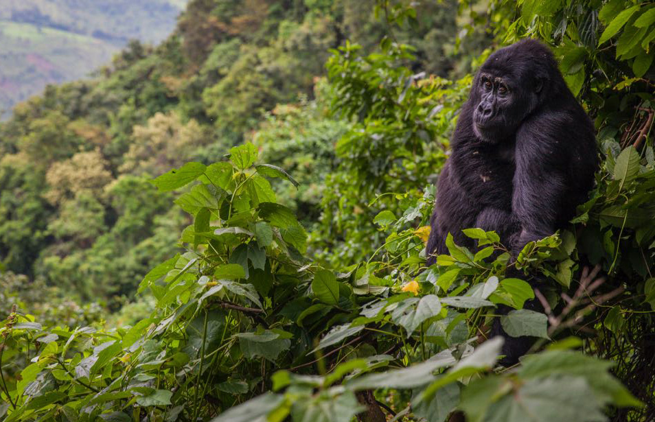 Uganda’s Top 10 Must-Visit Destinations