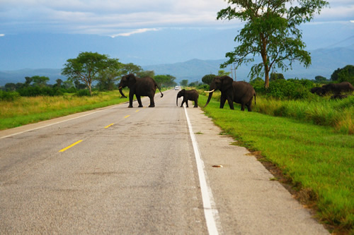 Uganda’s Top Road Trips: Scenic Drives to Take
