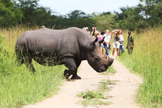 Ziwa Rhino Sanctuary: The Comeback of Uganda’s Rhinos