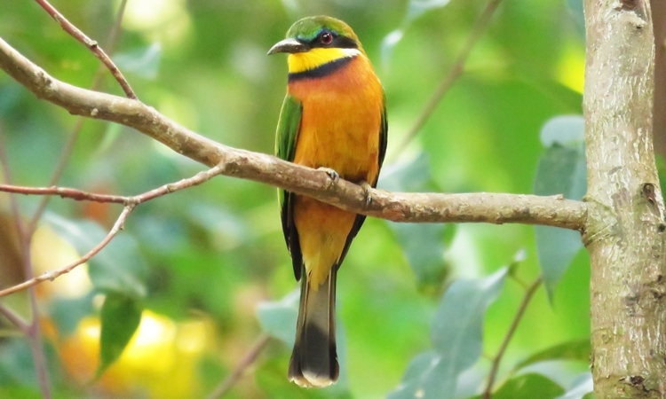 Birding, Trekking, Canoeing: A Multi-Adventure Trip