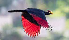 Birdwatching in Rwanda: A Paradise for Twitchers