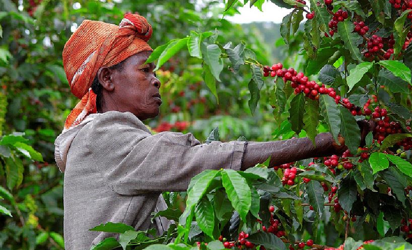 Coffee Tours in Rwanda: From Bean to Cup