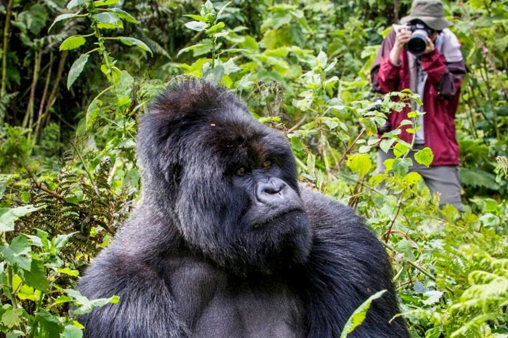 Gorilla Trekking: Uganda or Rwanda – Which Is Better?