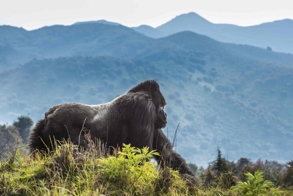 Gorilla Trekking in Volcanoes National Park: Tips & Costs