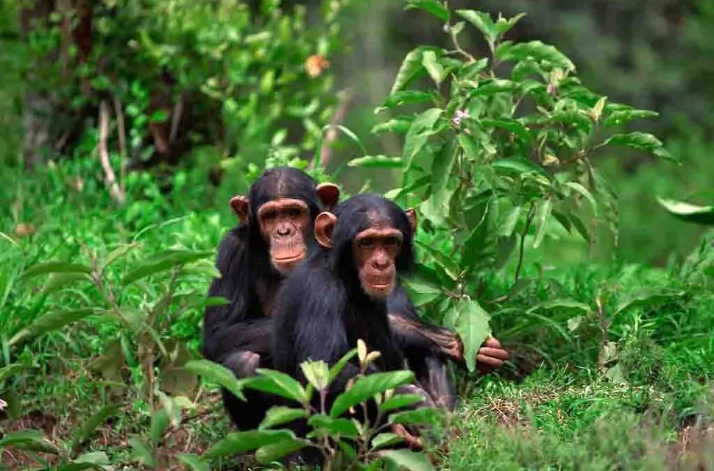 Nyungwe Forest: Chimpanzees, Canopy Walks & Biodiversity