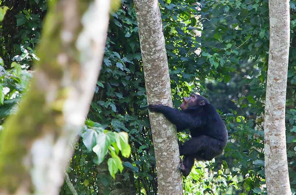 Rwanda’s National Parks: Where to Go & What to See