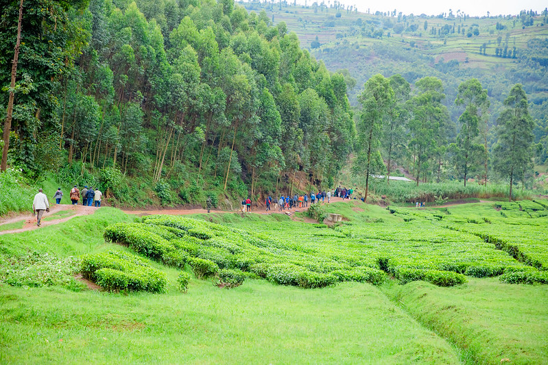 Rwanda’s Reforestation Success: A Green Comeback