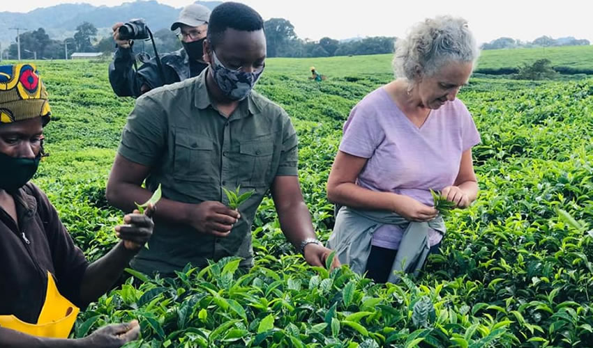 Tea Tourism in Rwanda: Plantation Tours