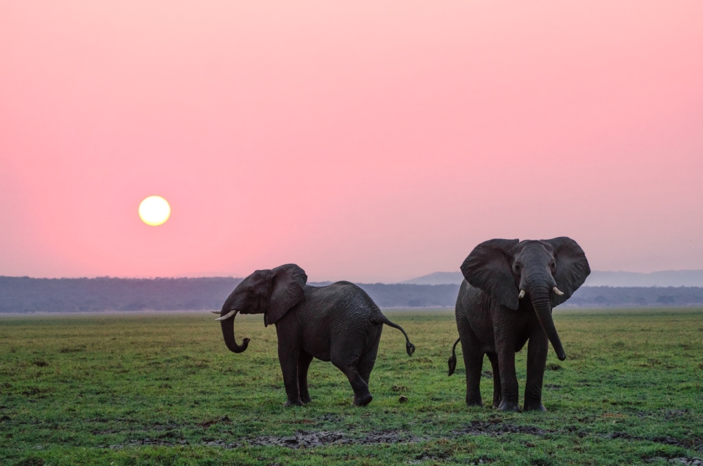 The Big Five in Akagera: Rwanda’s Emerging Safari Star