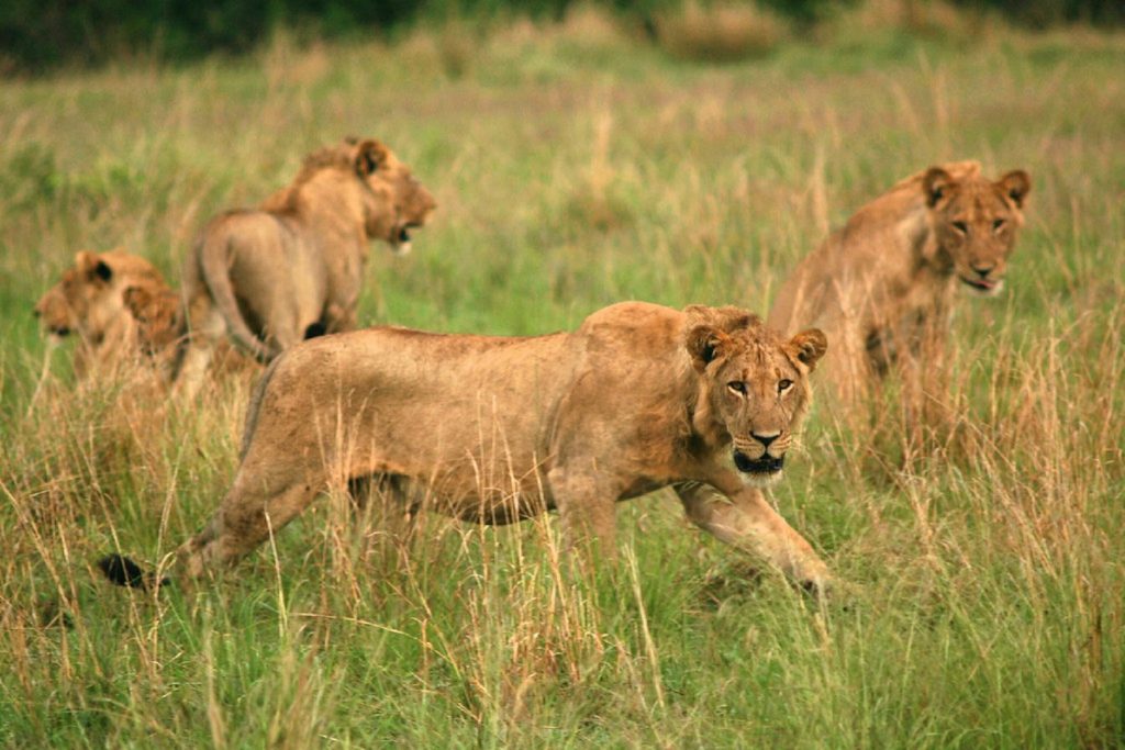 A Complete Guide to Queen Elizabeth National Park Safaris