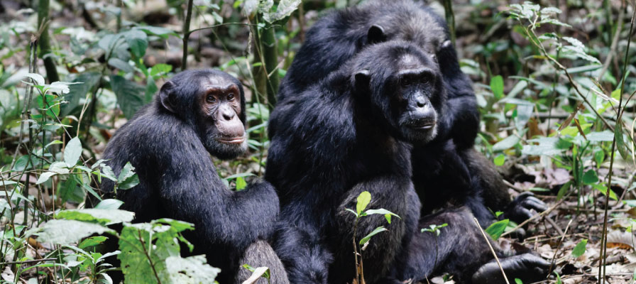 A Day on a Chimpanzee Trek in Uganda