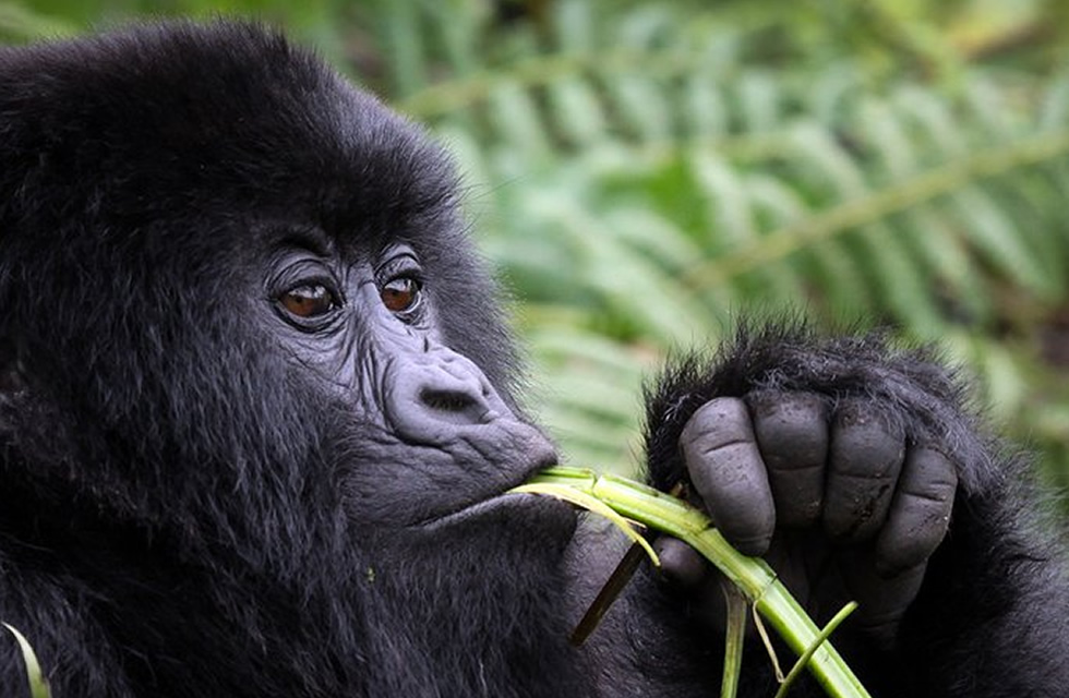 A First-Timer’s Guide to Safari in Uganda
