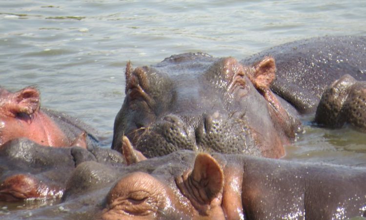 A Photo Safari in Queen Elizabeth: Tips and Highlights