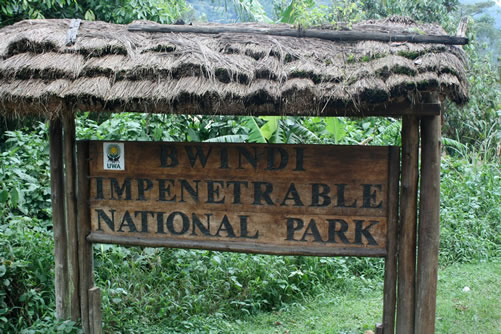 A Photographer’s Guide to Bwindi Impenetrable Forest