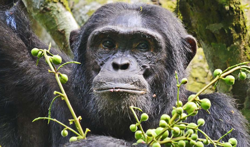 A Photographer’s Guide to Kibale Forest