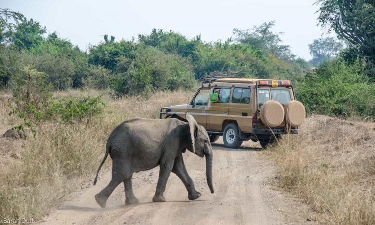 Best Game Drives in Queen Elizabeth National Park