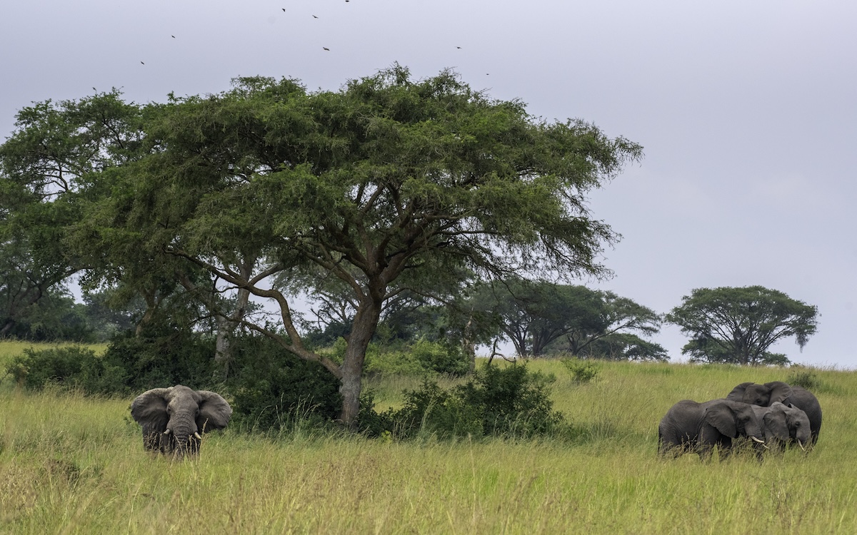 Best Time of Year to Visit Queen Elizabeth National Park