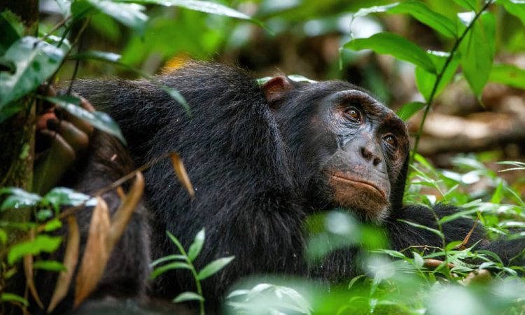 Best Time to Visit Kibale for Chimpanzee Safaris