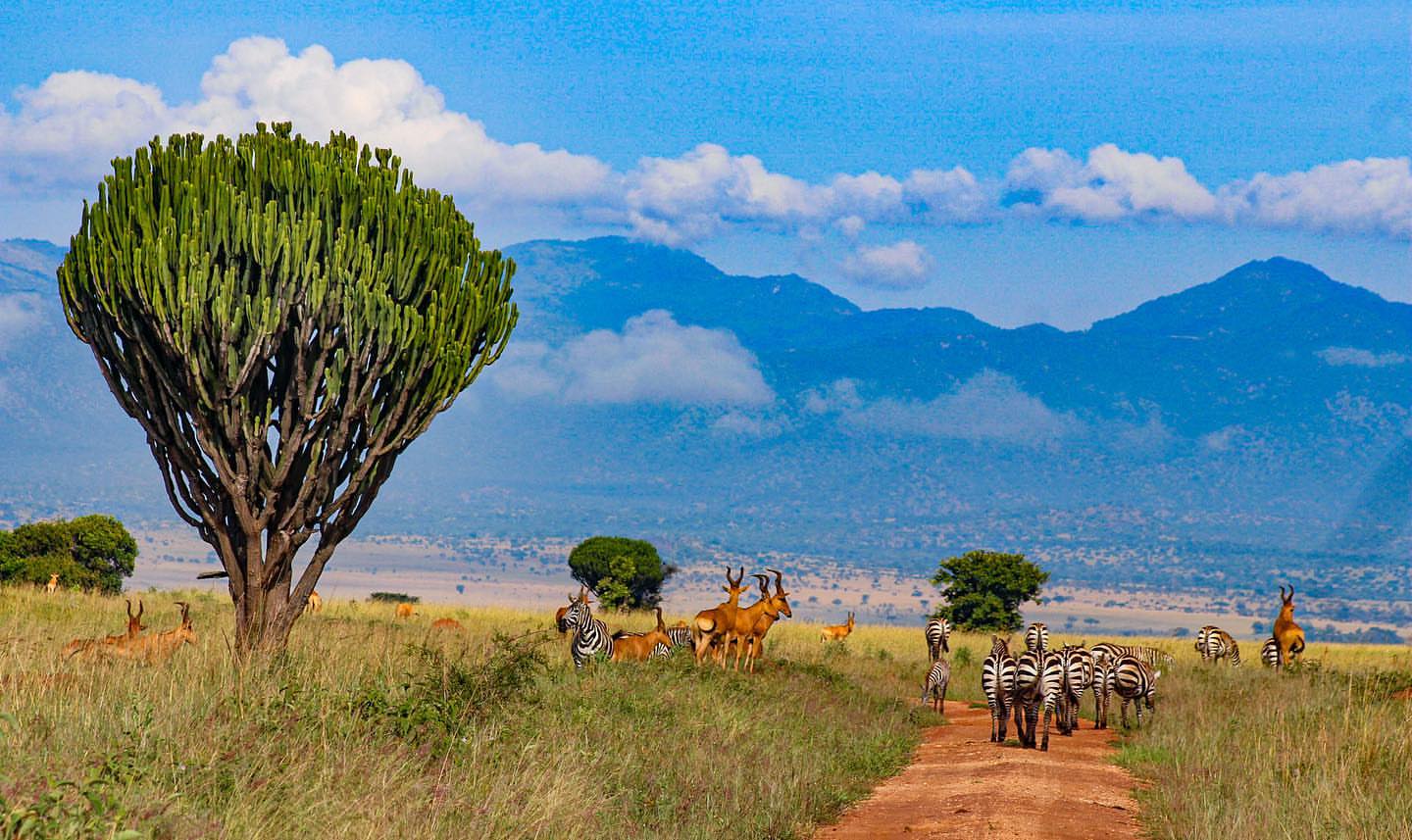 Best Time to Visit Kidepo for Wildlife Viewing