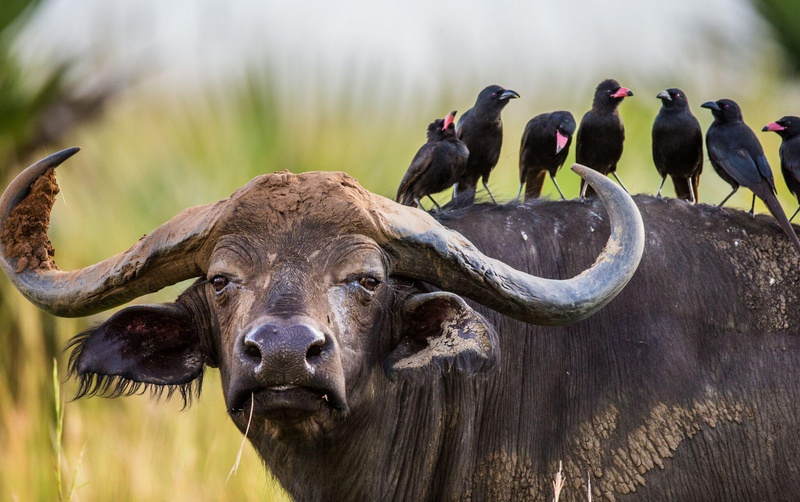 Birding vs Big Game: Which Safari Is Right for You in Uganda?