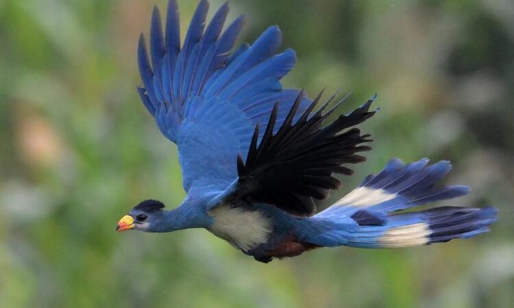 Birdwatching in Bwindi Impenetrable National Park