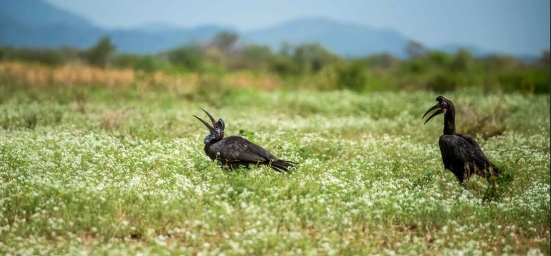 Birdwatching in Kidepo: Over 470 Species Await