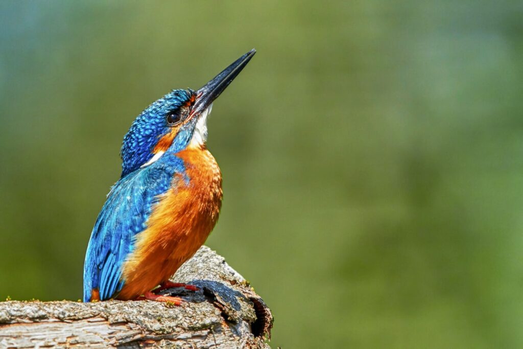 Birdwatching in Murchison Falls: What You Can See