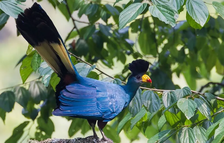 Bwindi’s Biodiversity: A UNESCO World Heritage Site