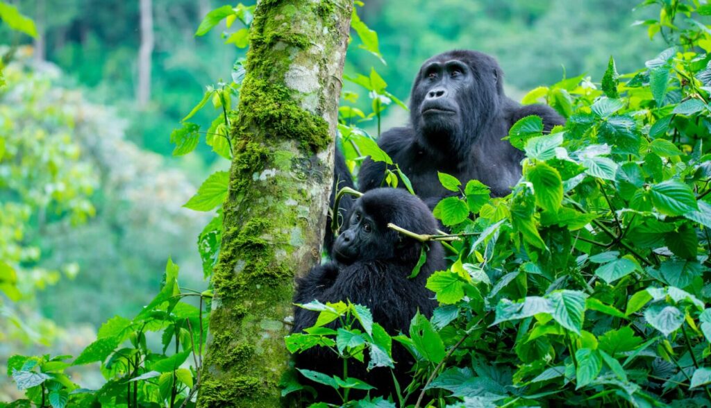 Bwindi’s Four Gorilla Trekking Sectors Explained