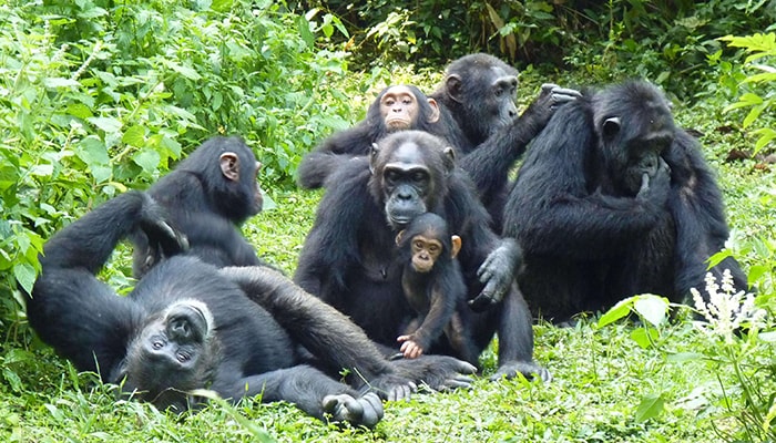 Chimpanzee Trekking in Kibale: A Traveler’s Guide