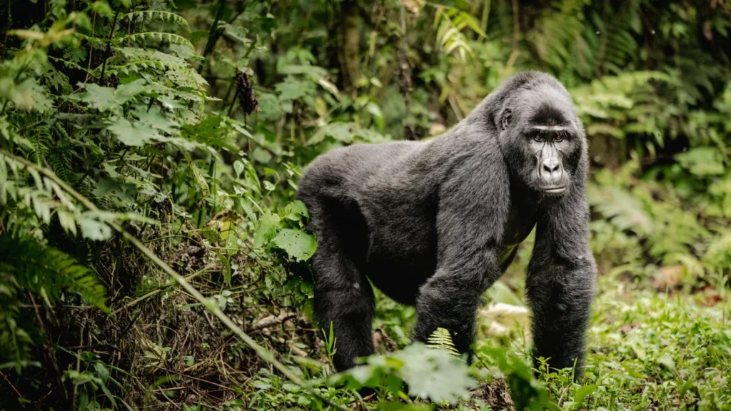 Combining Bwindi with a Safari in Nearby Parks