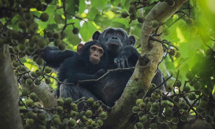 Community Experiences Around Kibale National Park