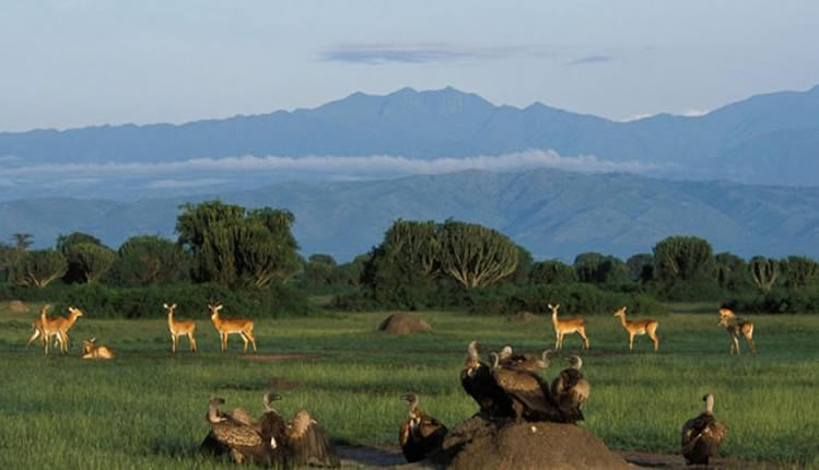 Conservation Challenges in Queen Elizabeth National Park