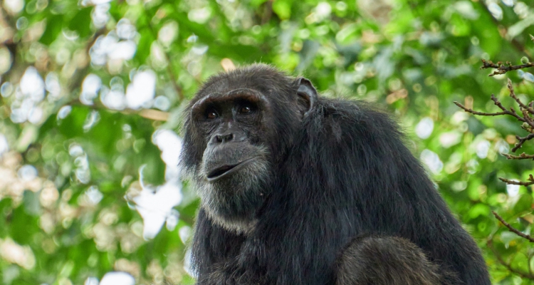 Conservation Efforts Behind Uganda’s Primate Safaris