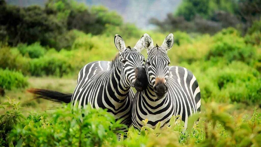 Eco-Safaris in Uganda’s Wilderness