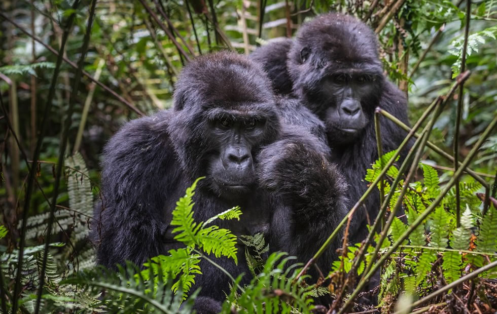 Exploring Bwindi: Beyond Gorilla Trekking