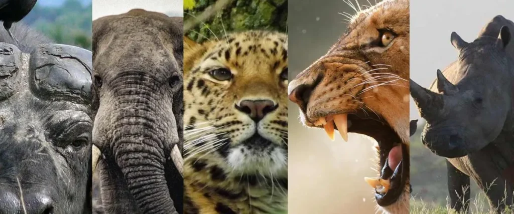 Exploring the Big Five in Uganda’s National Parks