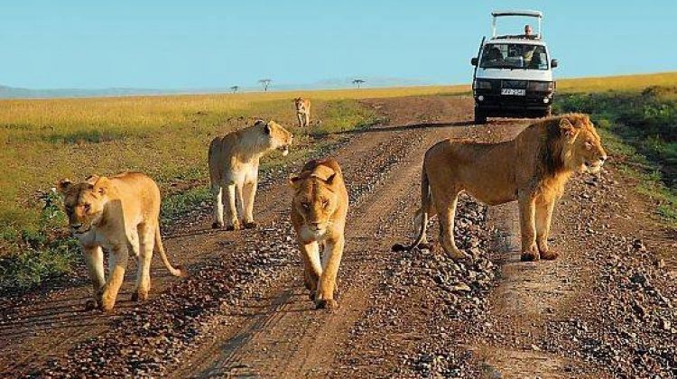 Family-Friendly Activities in Murchison Falls National Park