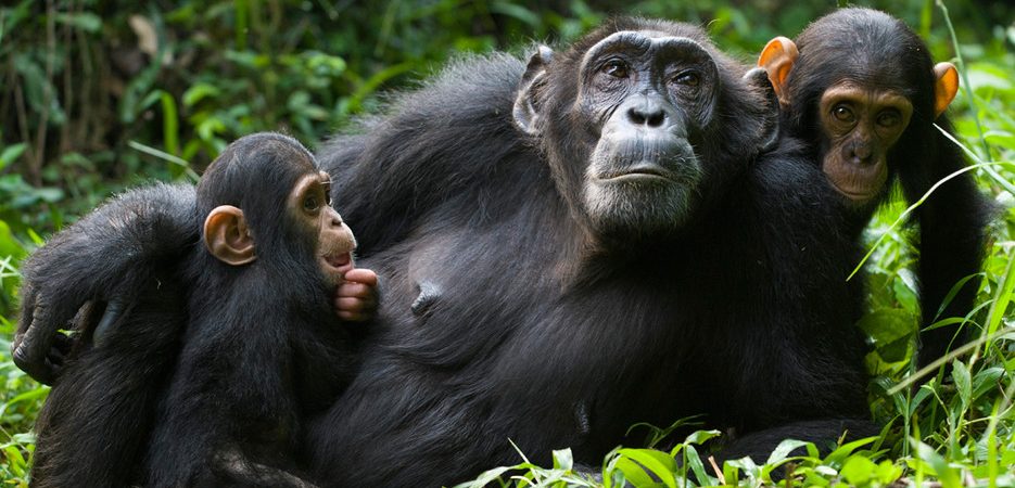Family-Friendly Wildlife Activities in Uganda