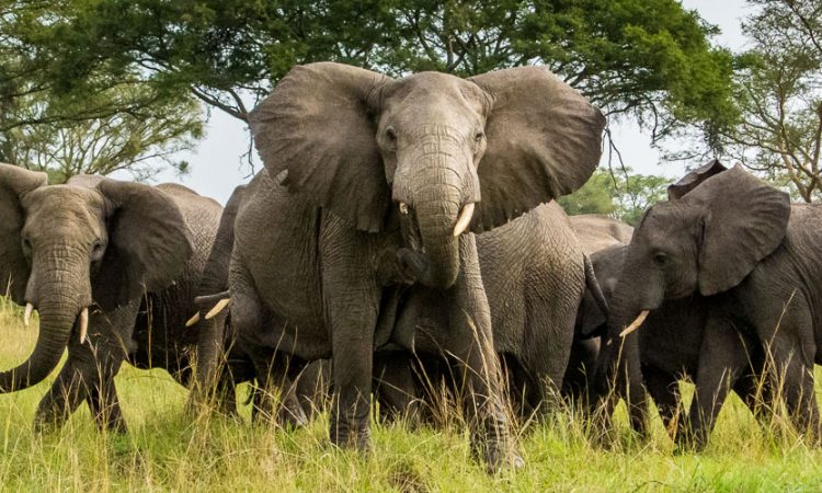 Family Safari Experiences in Queen Elizabeth
